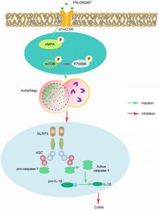 PNU282987 alleviates the DSS induced colitis signaling pathway through cholinergic anti-inflammatory pathway, created with BioRender.com