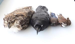Study skins from NHM's Ornithology Collection of the five bird species researched in the paper