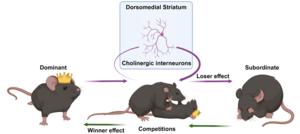 The neural basis of mouse social hierarchies