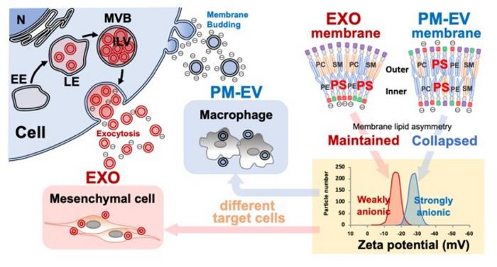 Zeta potential measurement is important for the quality control of EVs