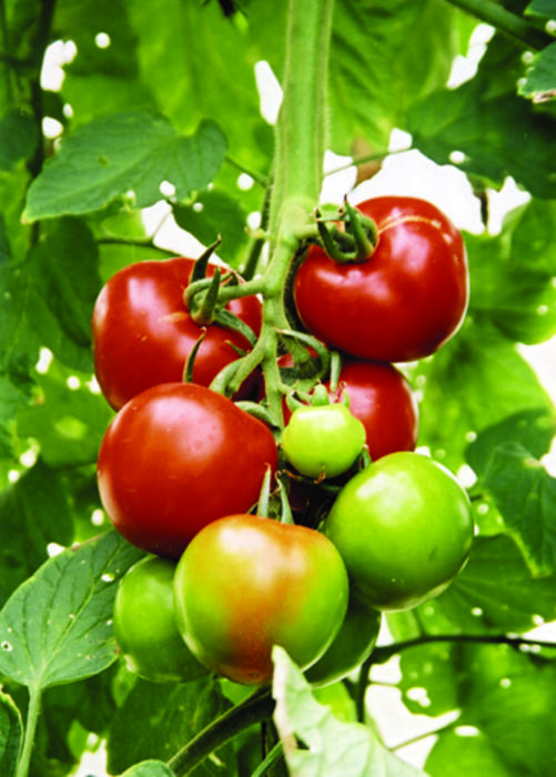 Tomatoes