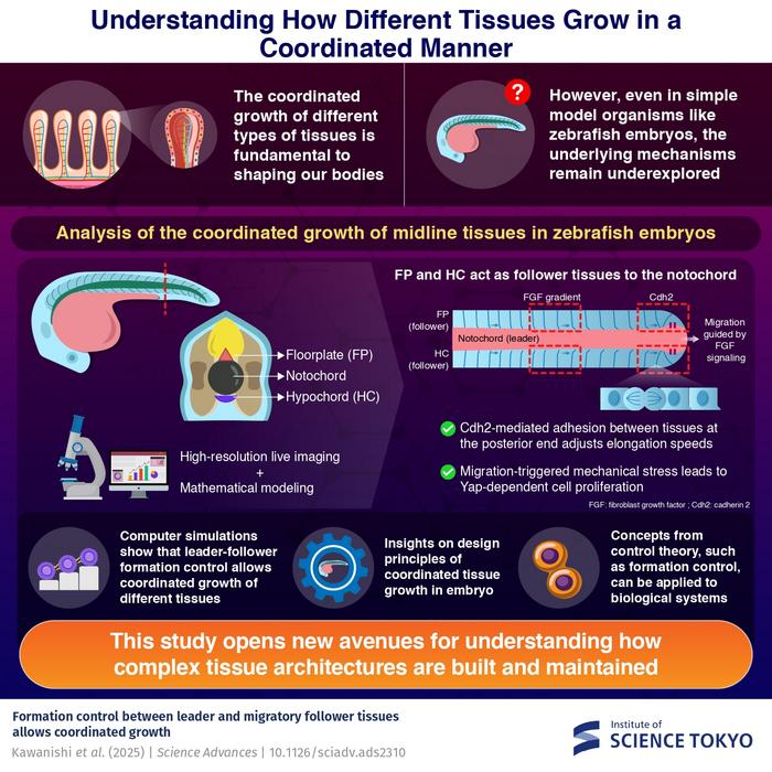 Coordinated tissue growth in animals based on control theory