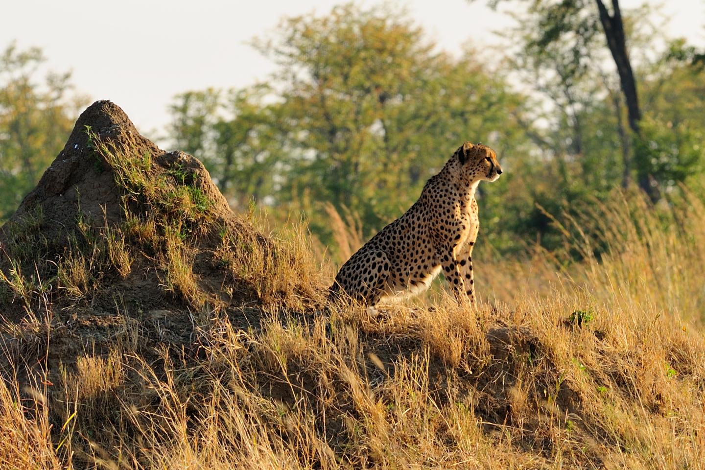 Female Cheetah