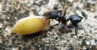 Acrobat Ant