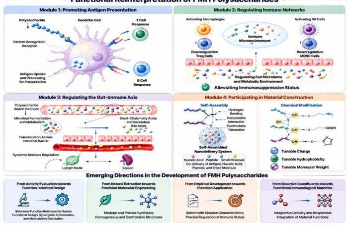 Functional reinterpretation and emerging directions of food‑medicine homologous polysaccharides