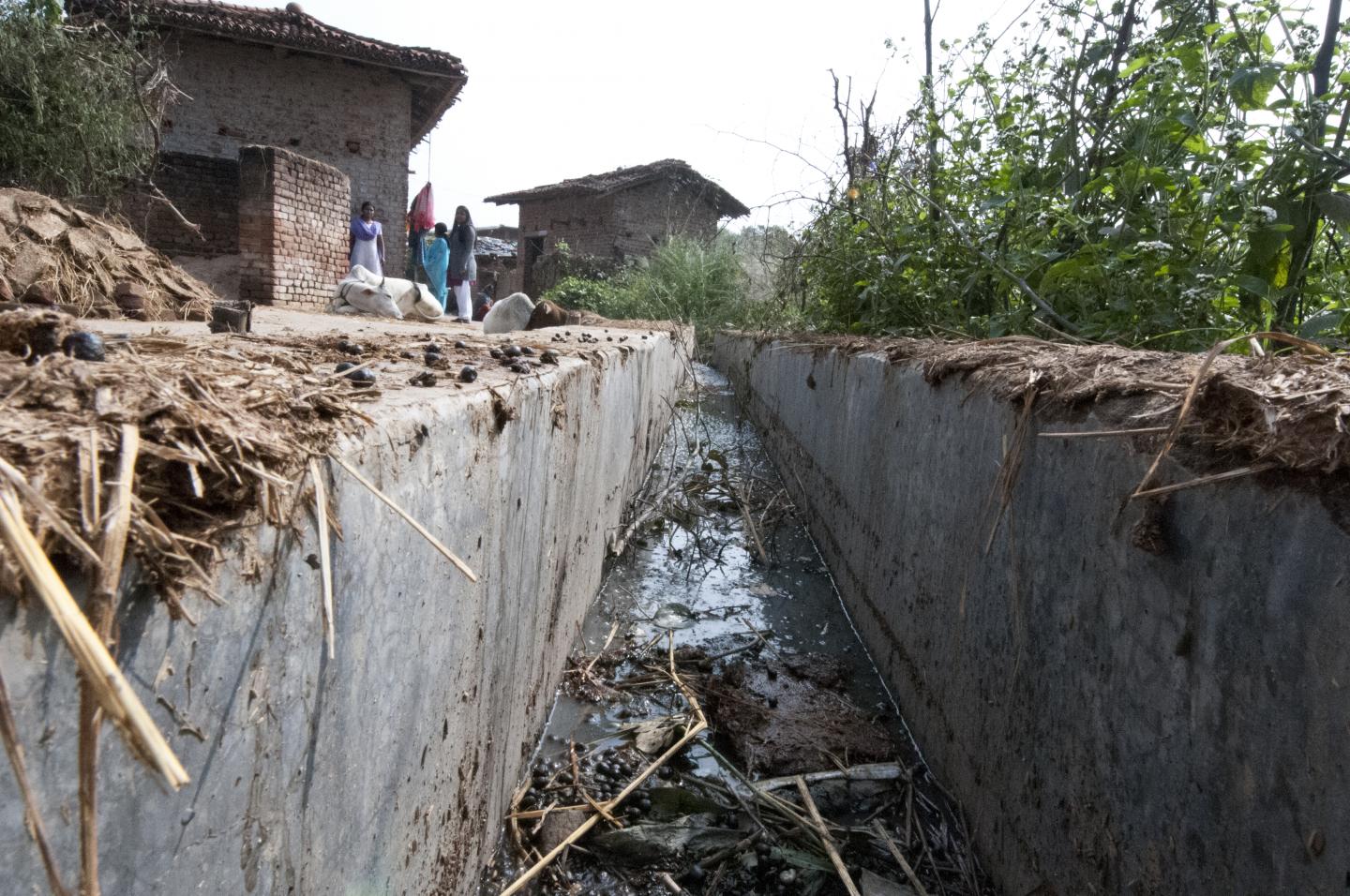 Cholera