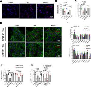 NAC counteracts the effects of LPS and Poly(I:C) on the hearts of offspring mice and hiPSC-CM differentiation.