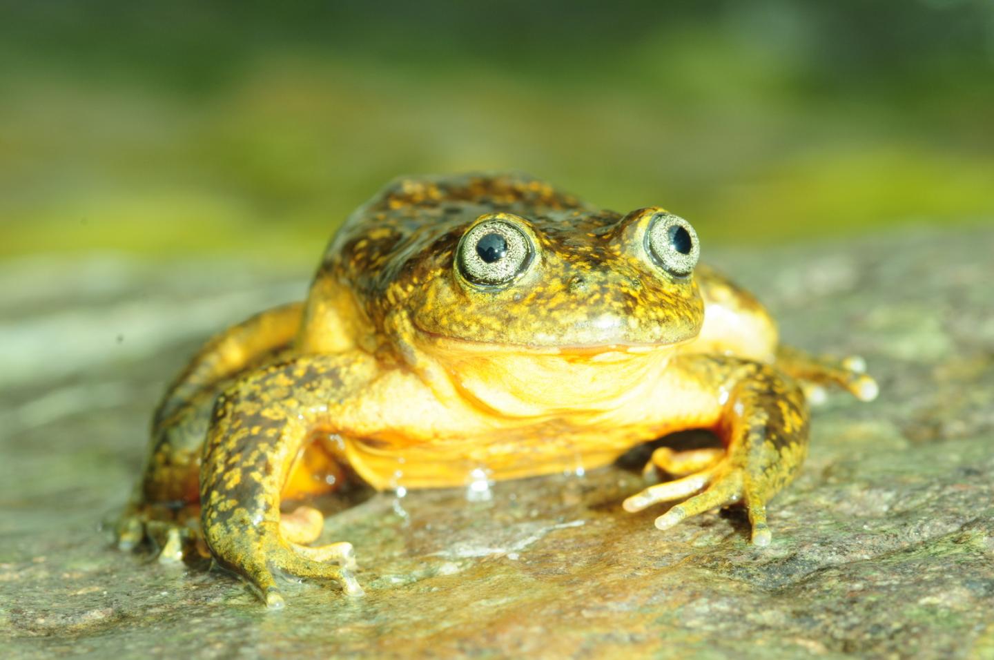 <i>Telmatobius ventriflavum</i> (1 of 2)