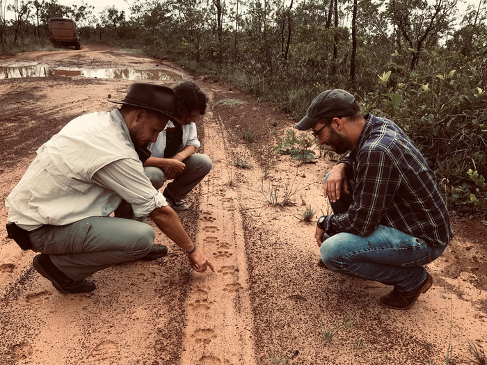 Examining jaguar tracks