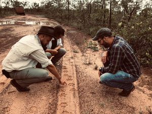 Examining jaguar tracks