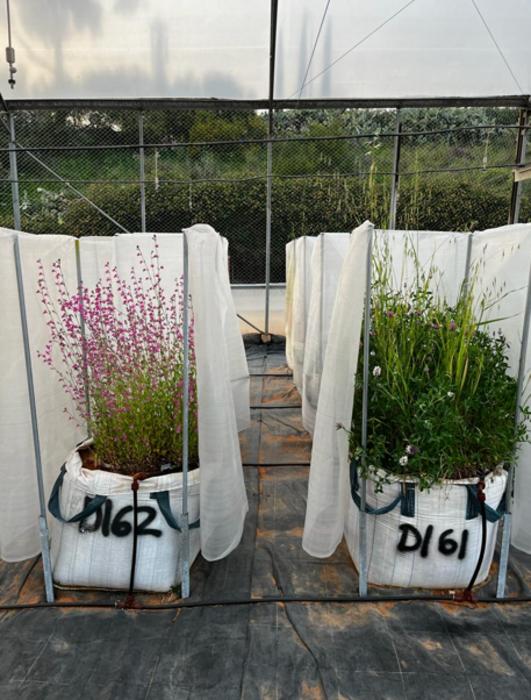 Two experimental plant communities used in the study