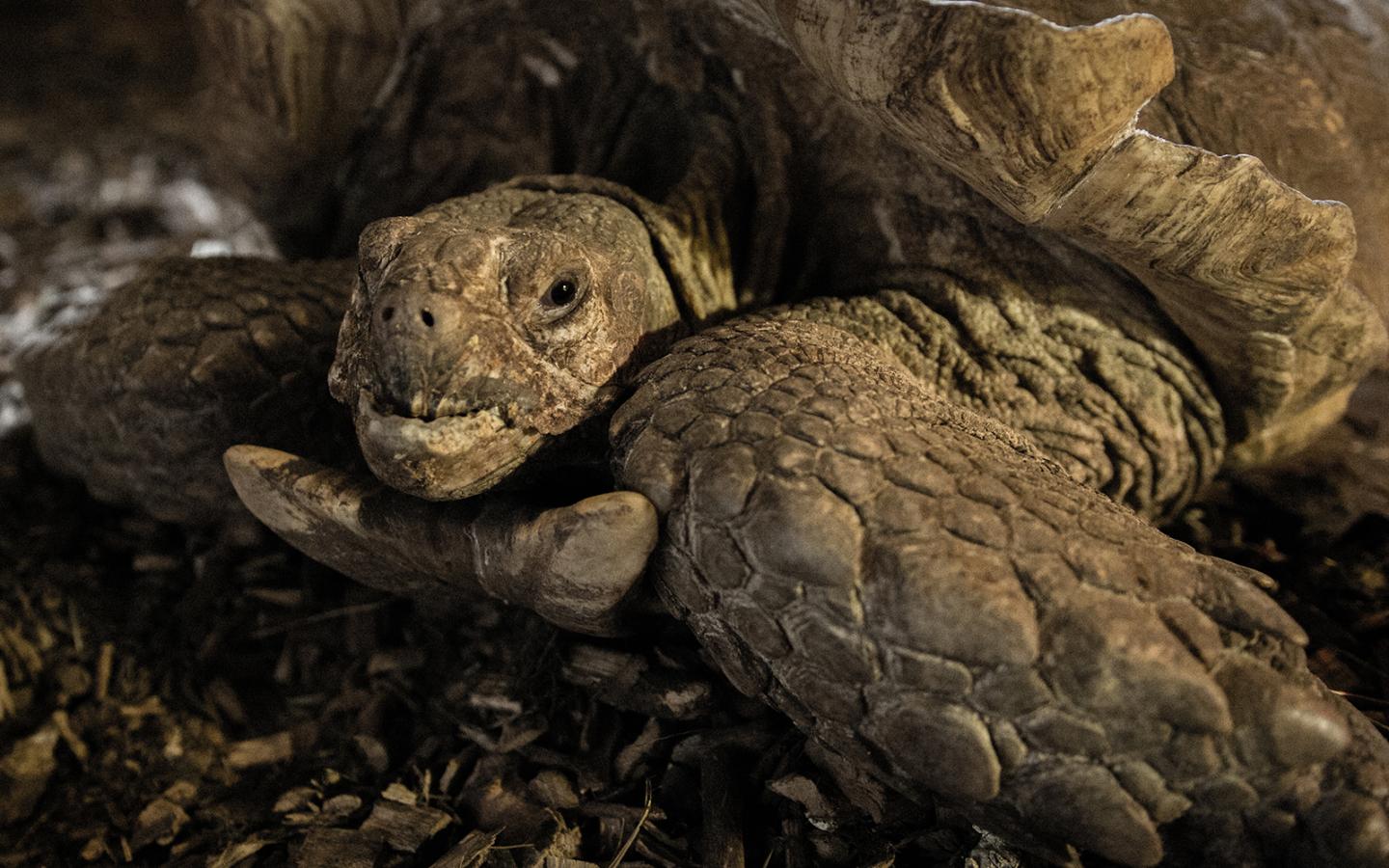 Spur-Thighed Tortoise