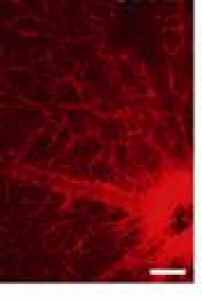 Immunofluorescence Staining