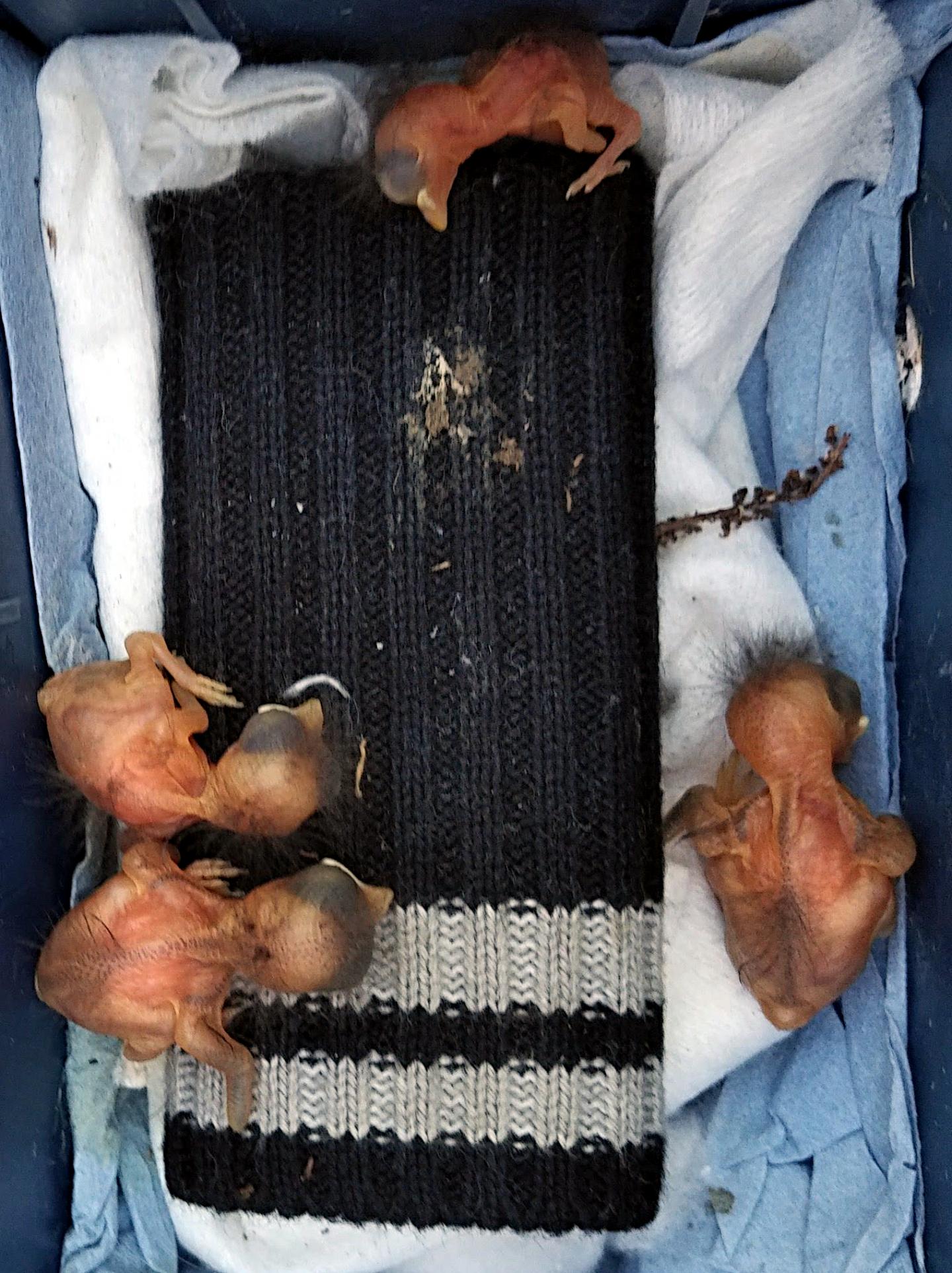 Flycatcher chicks