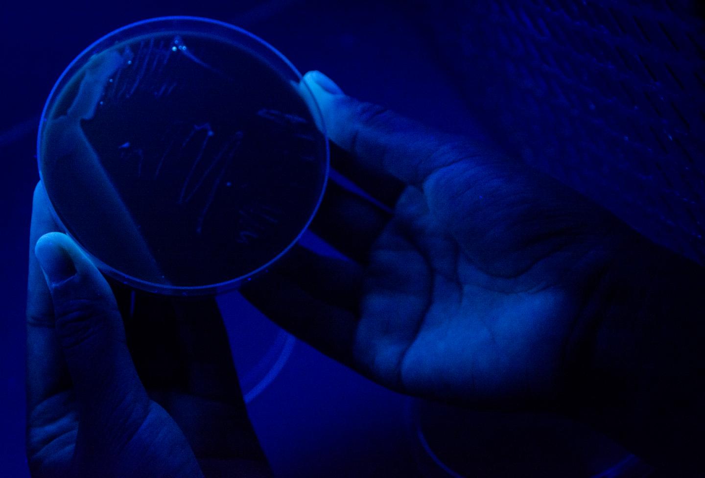 <i>Legionella clemsonensis</i>: Novel Strain Named by Clemson Undergrads (2 of 2)