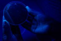 <i>Legionella clemsonensis</i>: Novel Strain Named by Clemson Undergrads (2 of 2)