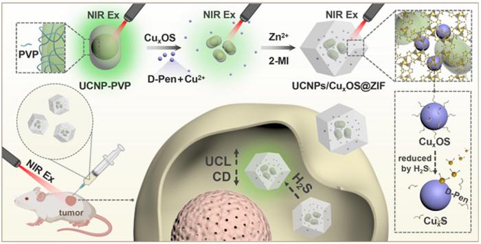 Figure | (Title) Schematic illustration of the UCNPs/CuₓOS@ZIF nanoprboes and their applications in H₂S biosensing