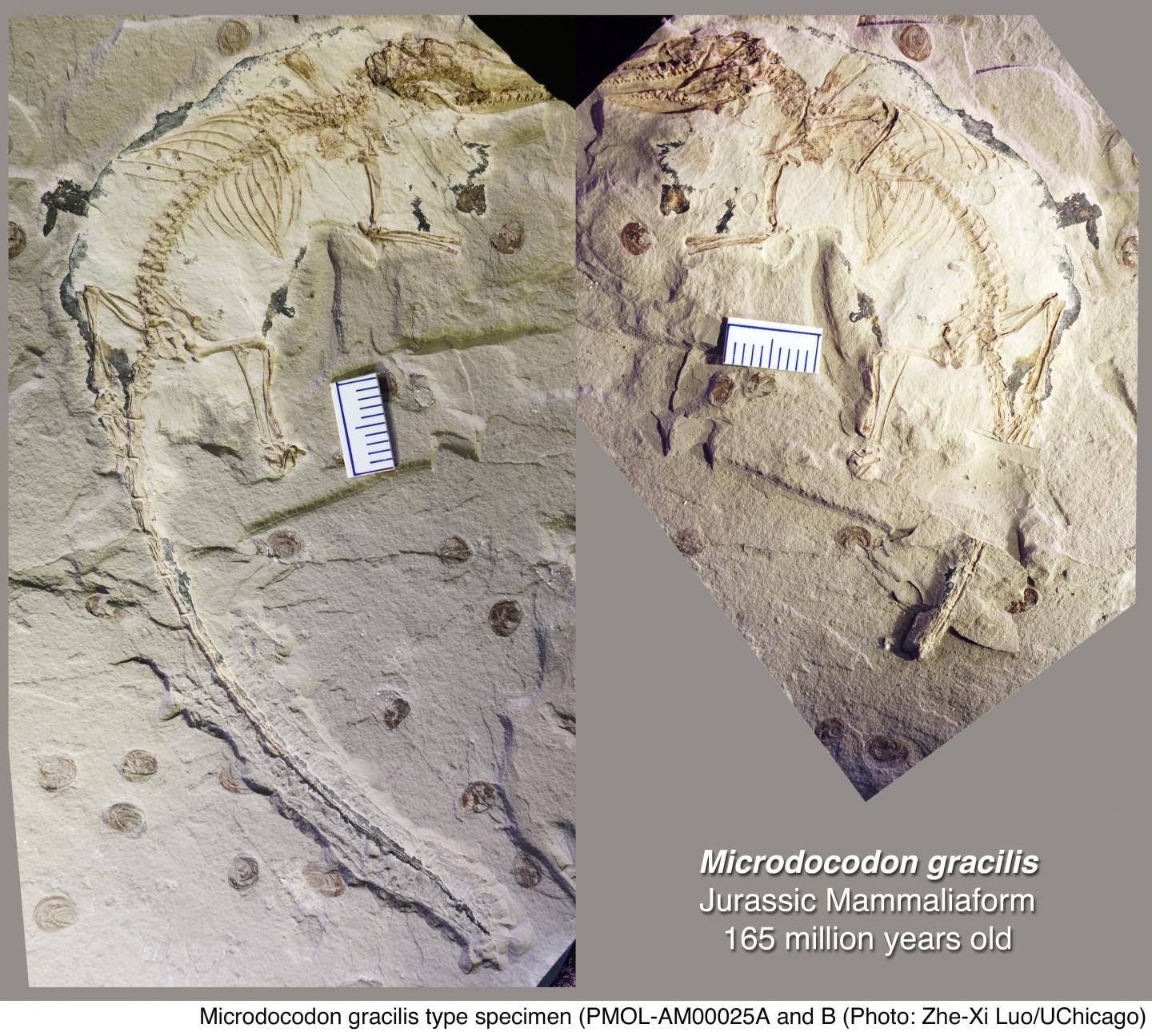 Microdocodon Fossil