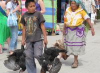 Boy with Turkeys in Oaxaca Today