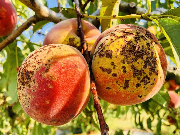 Bacterial spot of peach