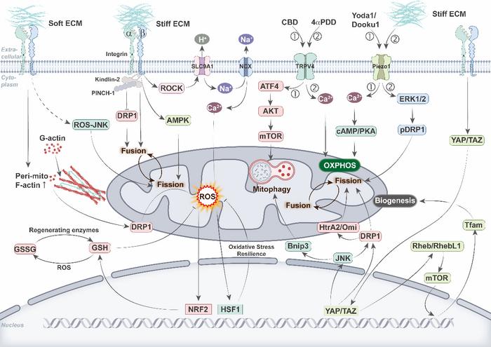 Figure 2. Integration of mechanotransduction pathways and mitochondrial dynamics and function.