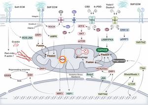 Figure 2. Integration of mechanotransduction pathways and mitochondrial dynamics and function.
