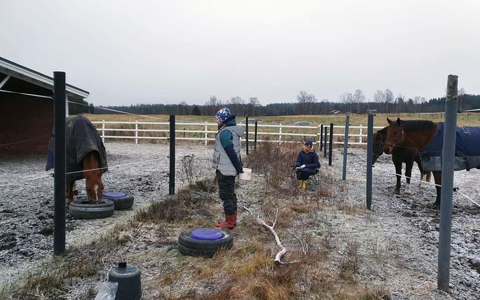 Learning test for horses