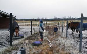 Learning test for horses