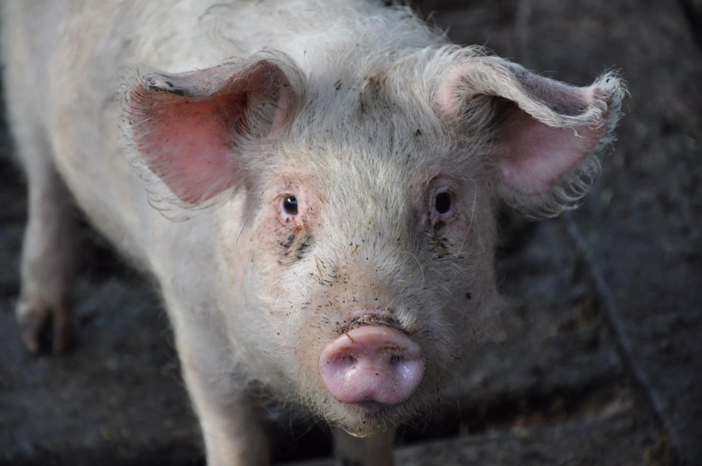 Unique Structure of African Swine Fever Virus Enzyme May Allow Drug Development to Combat Disease