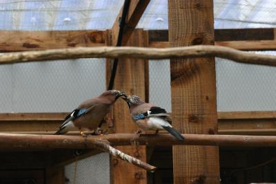 Eurasian Jay Mated Pair Engaged in Food-Sharing