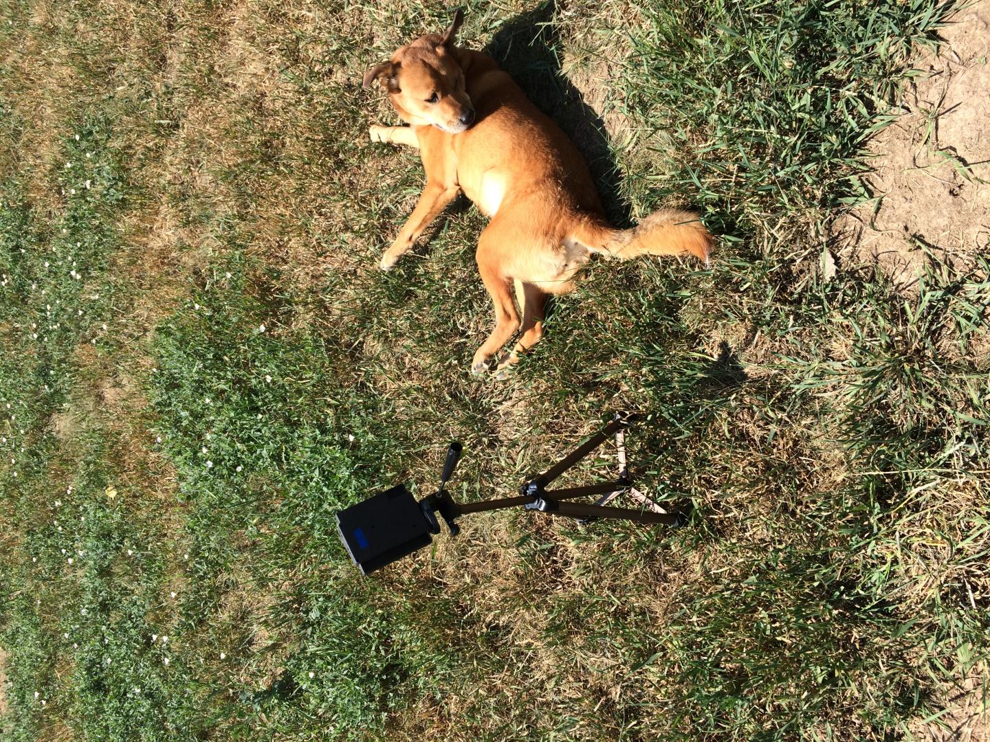 Dog with Sampler