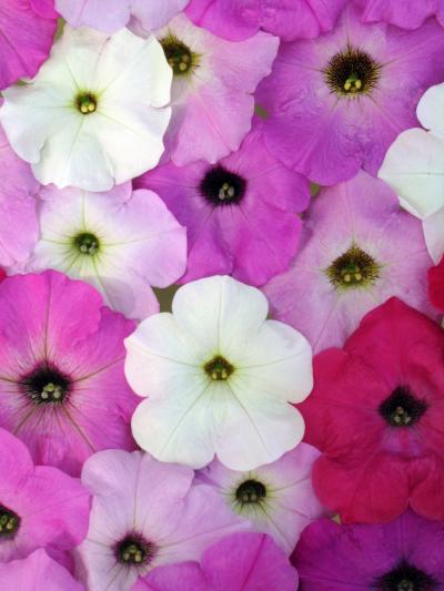 The Complexities of Petunia Pollen (1 of 5)