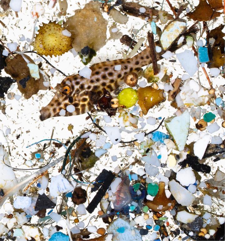 Filefish in a Sea of Plastics