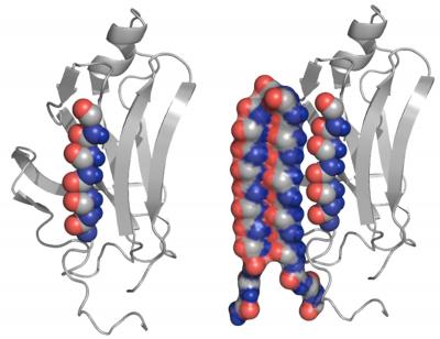 Amyloid