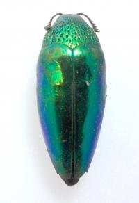Jewel Beetle (Sternocera aequsignata)