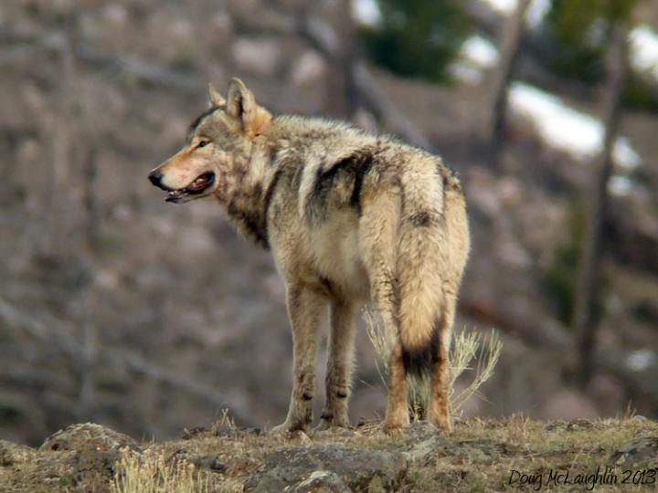 Gray Wolf