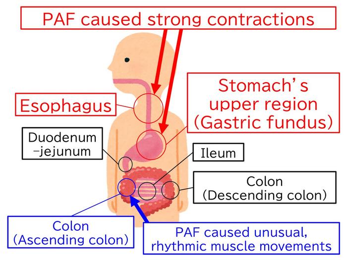 A schematic summary of this study