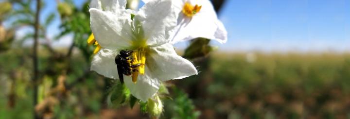 Pollen Thief 