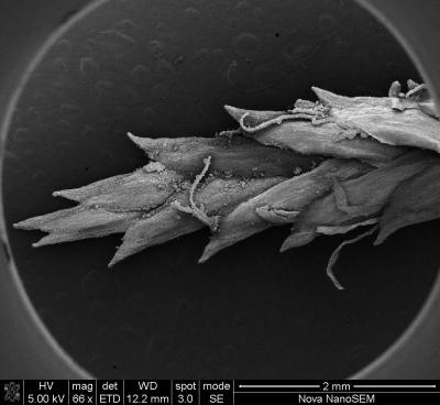 <I>Sibudu cyperus sp.</I> Spikelet About 73,000 Years Old