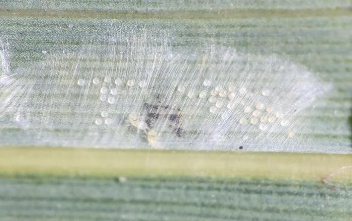 Photograph of the nest of the social mite Stigmaeopsis longus after manipulation of its defecation site