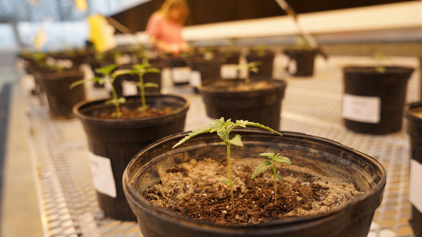Hemp Production in a UT AgResearch Greenhouse