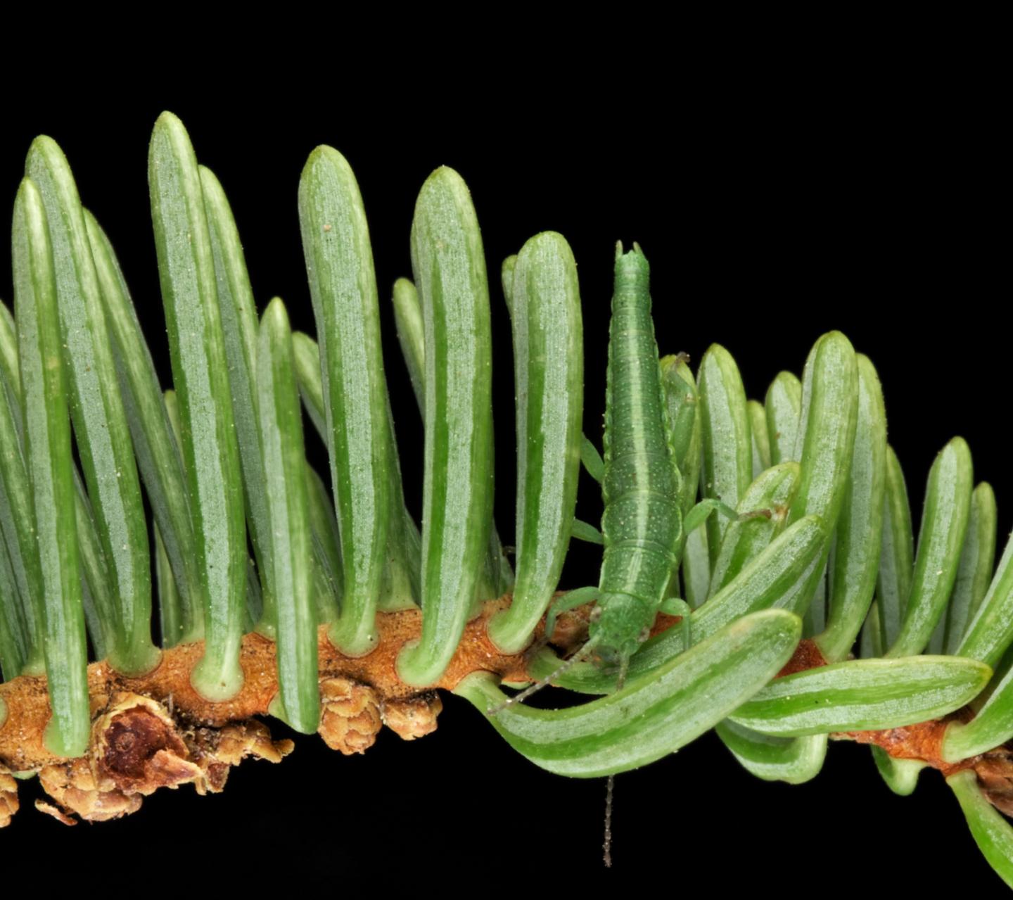 A Stick Insect of the <I>Timema</I> Genus Blends with is Surroundings