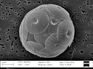 Coccolithophore