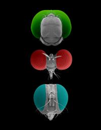 Three Predatory Insects