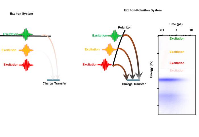 Polariton-Exciton Systems