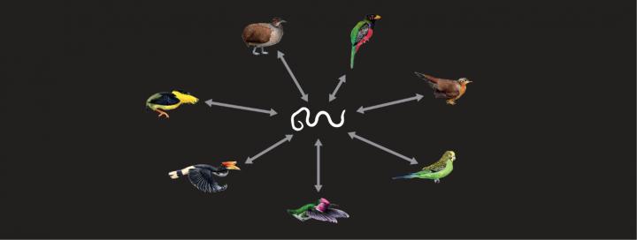 DNA 'Fossils' of Parasitic Nematodes in 7 Groups of Birds