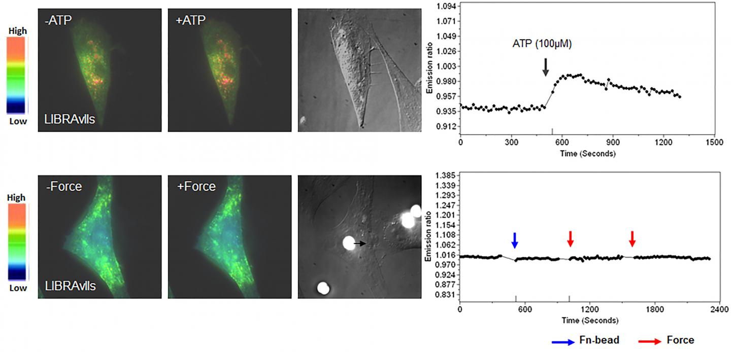 Force and Ion Channels