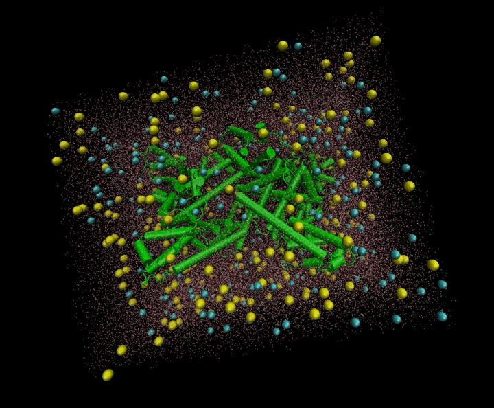 Albumin protein molecule in the water environment