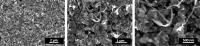 Copper Catalyst SEM