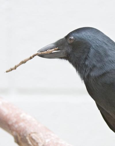 Tools Give Crafty Crows a Nutritional Advantage (2 of 5)